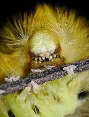 世界上最恐怖的虫子