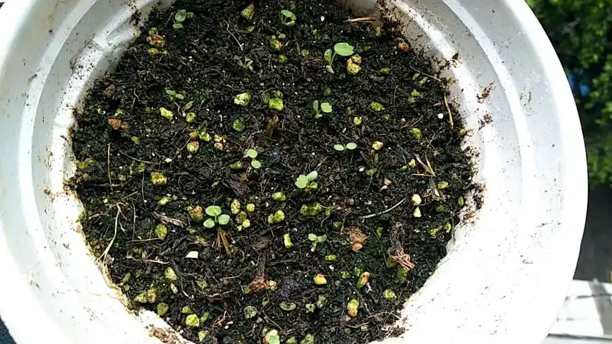 发芽两周的草莓苗