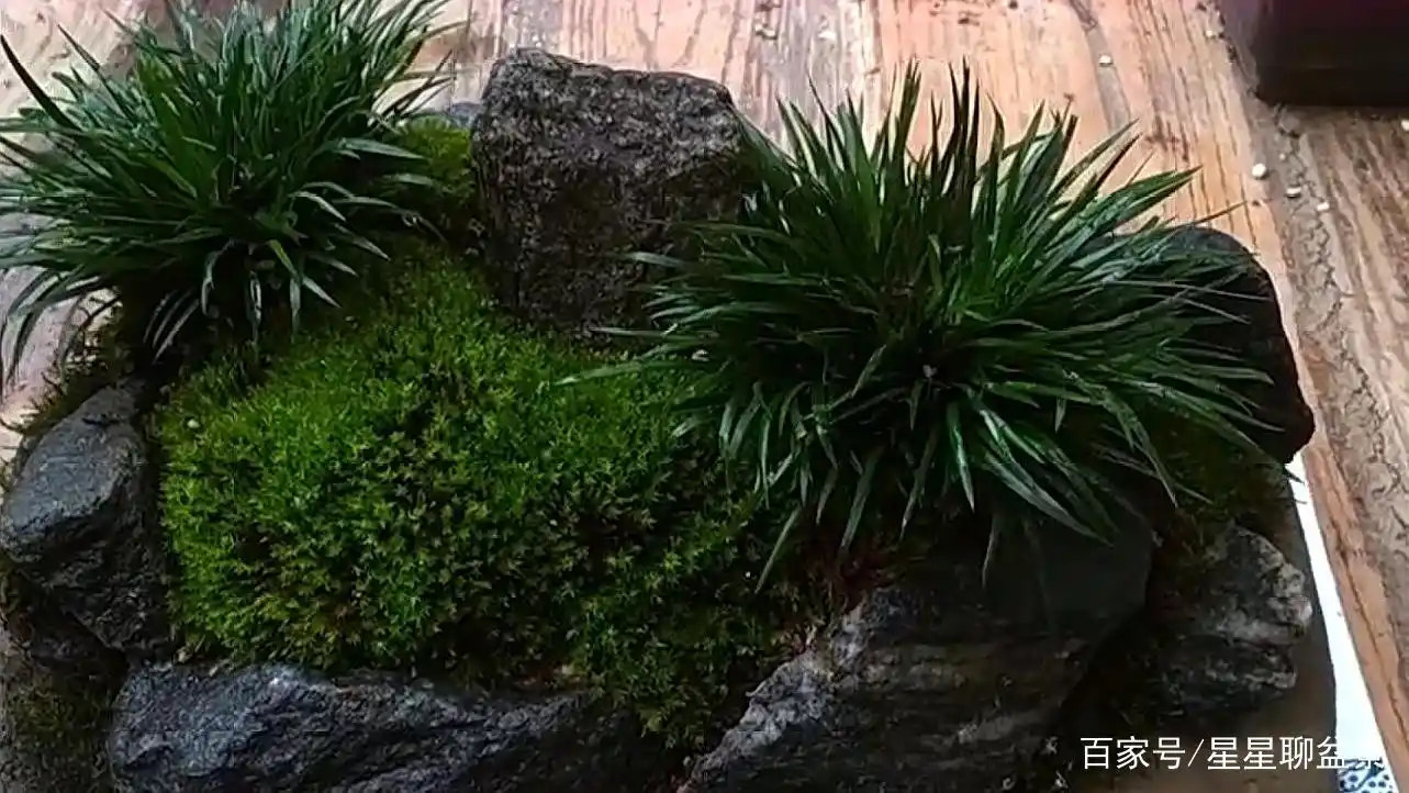 教你如何利用瓦片来做盆景,完工之后的菖蒲别有一番风趣太美了