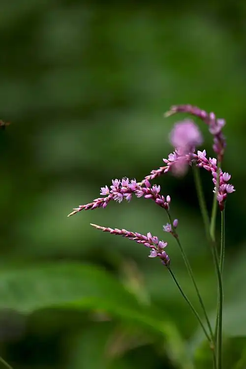 蓼科:红蓼 polygonum orientale