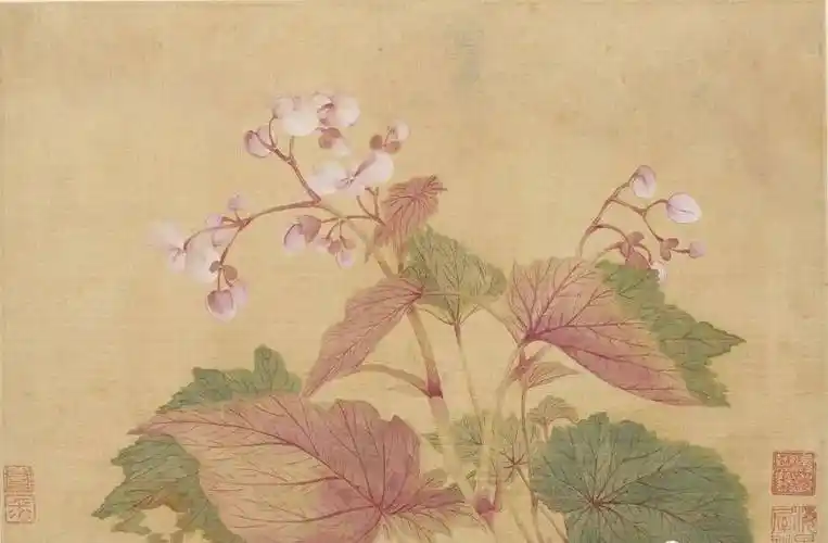 恽寿平 秋海棠恽寿平淡香恽寿平此花不可得恽寿平 花开恽寿平 花开恽