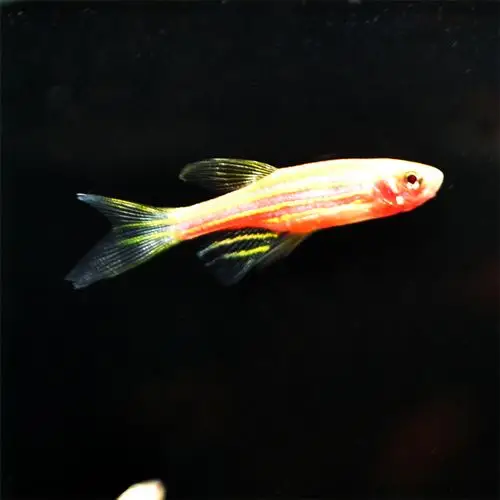 斑马不加加温鱼红班马灯鱼耐冷鱼柠檬耐活好养鱼