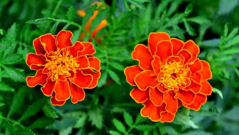 臭菊花的功效与作用,禁忌和食用方法-中医百科