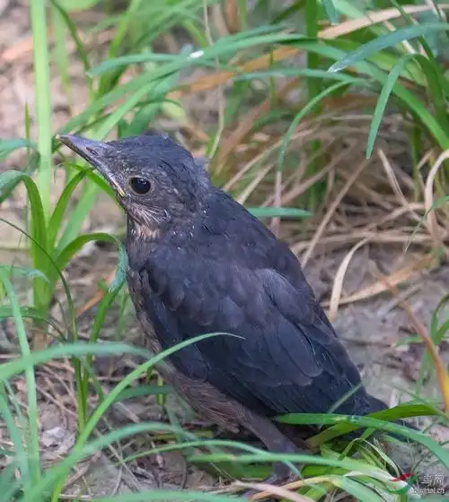 天坛拍的乌鸫幼鸟