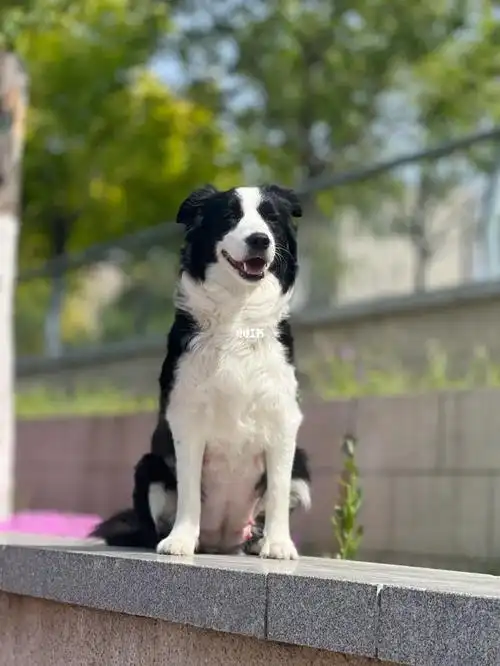 边牧怀孕52天出门晒太阳