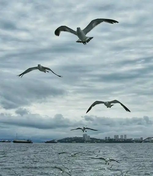 这是勇敢的海燕,在怒吼的大海上,在闪电中间,高傲地飞翔;这是胜利的