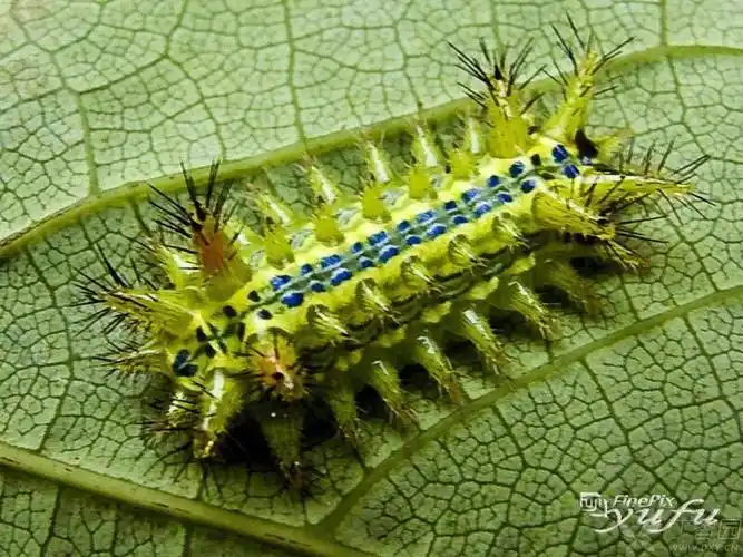 刺毛虫蜇伤如何处理?