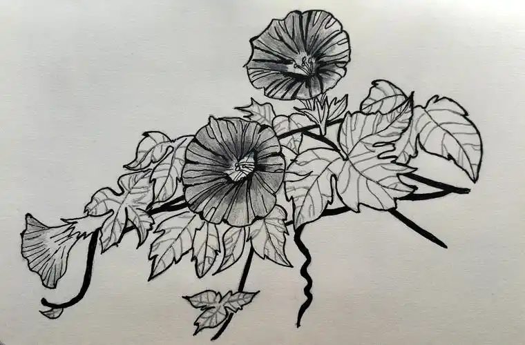 钢笔画13牵牛花