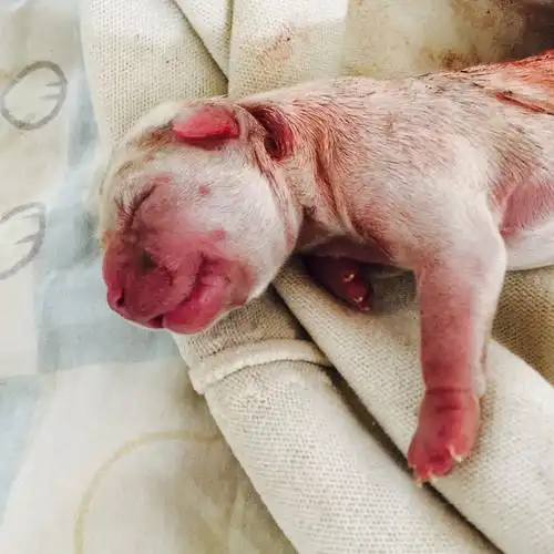 今天刚出生的小狗 请问怎么照顾 这是什么狗