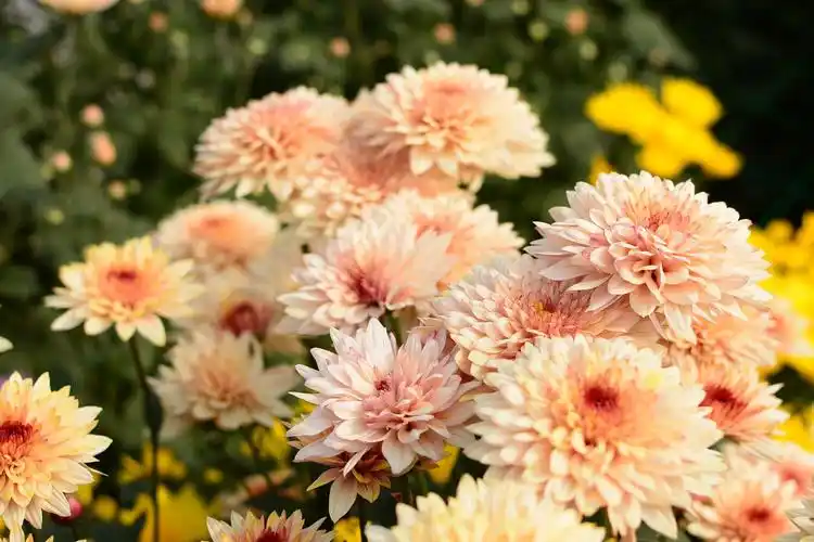 秋天盛开的菊花