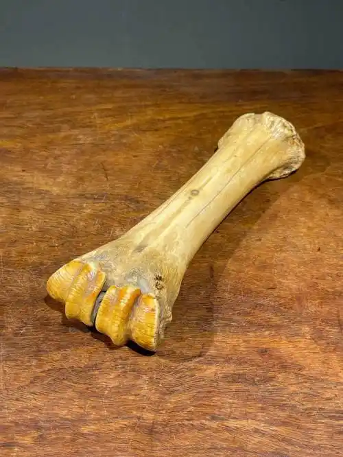 天然兽骨文人臂搁/笔架_整体_骨头_尺寸