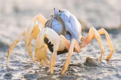 地球神奇物种——短指和尚蟹