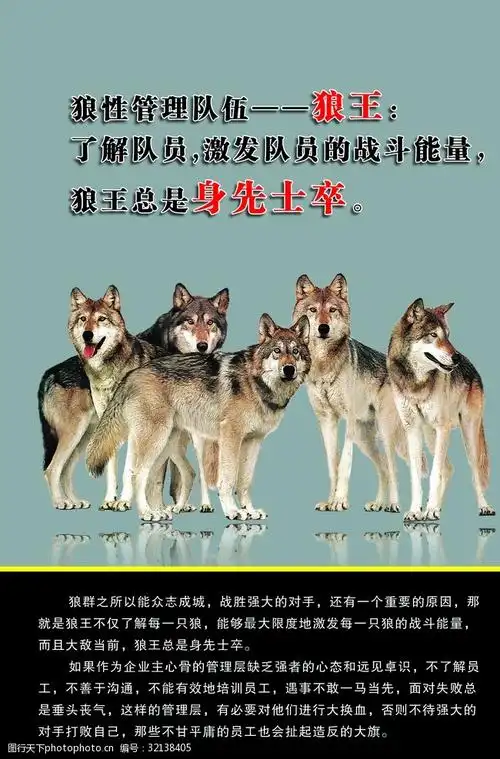狼性文化团队展板 狼性 狼道 狼文化 狼性团队 纪律严明 狼性精神