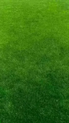 聊天背景一片绿色