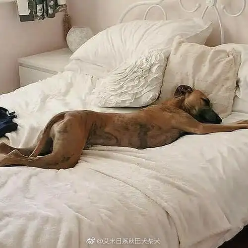 这妖娆的睡姿[允悲] ig:finnthewhippet_.