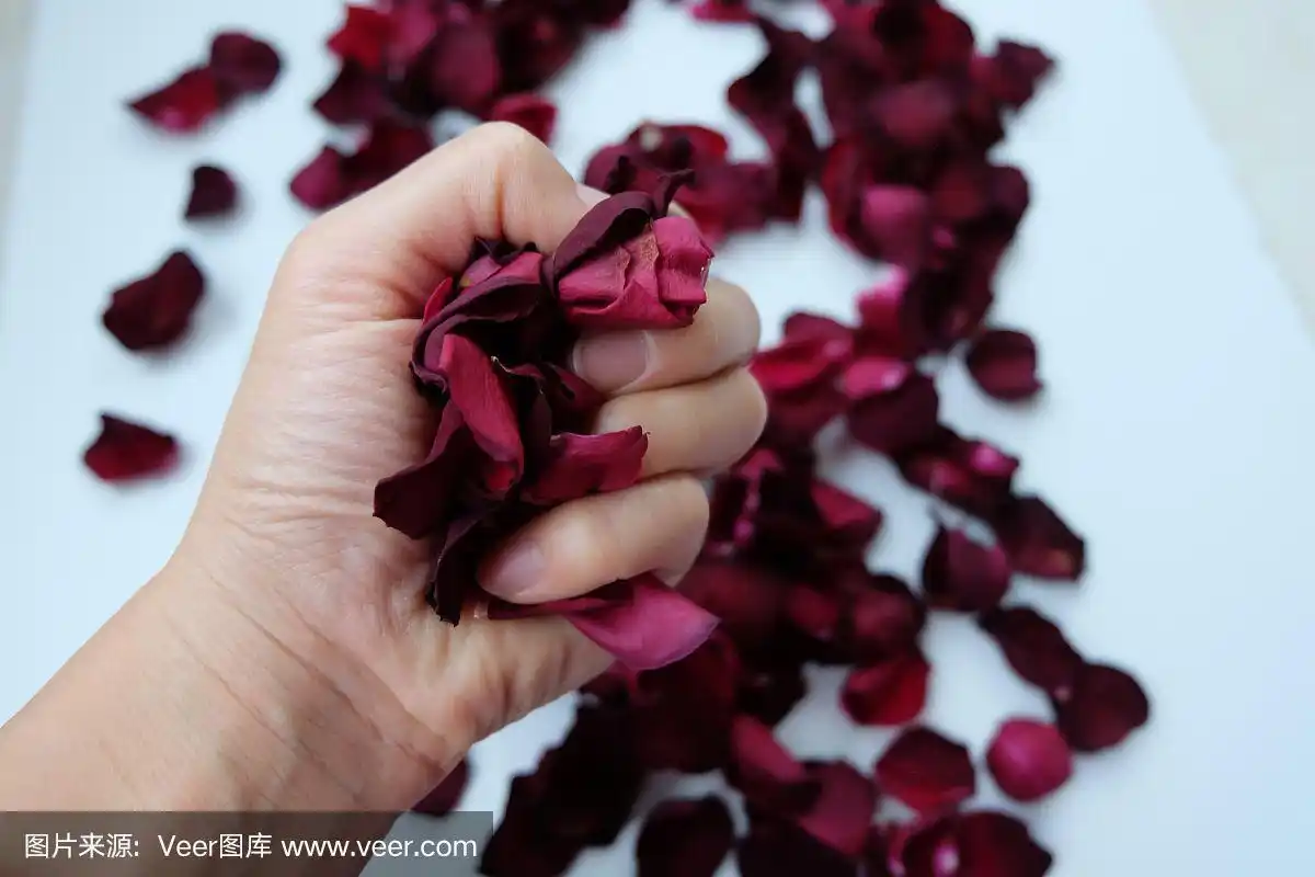 女人的手抓着玫瑰花瓣.女人手里拿着干玫瑰花瓣.爱的概念的想法.