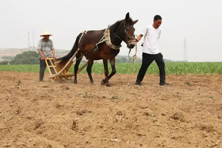 新华全媒 |我们的田野——我和我的"伙计"_凤凰网资讯_凤凰网
