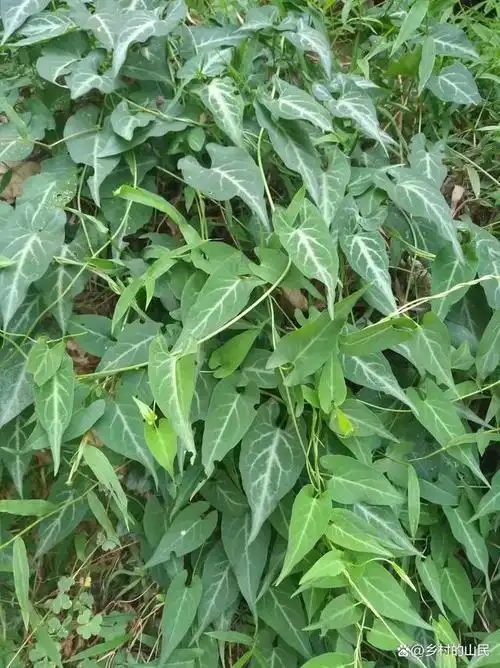 野生何首乌,发现山中生长在灌木丛林杂草处,野生的好稀有的植物了