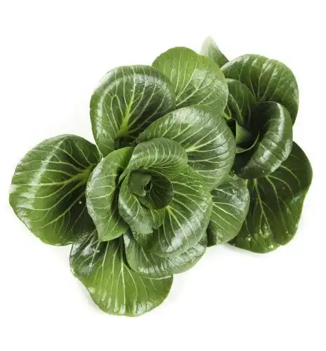 白底上的矮脚青 青菜