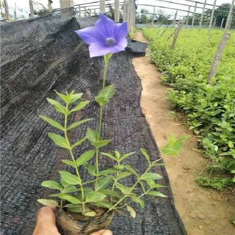 基地出售桔梗旭驰桔梗供货商桔梗小苗