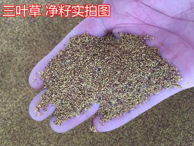 纳格兰牧草种子草籽四季青白三叶草种子红三叶草种子草坪种子牧草苜蓿