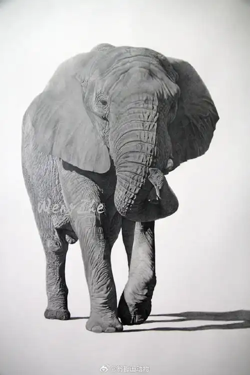 壁纸 大象 动物 690_1035 竖版 竖屏 手机