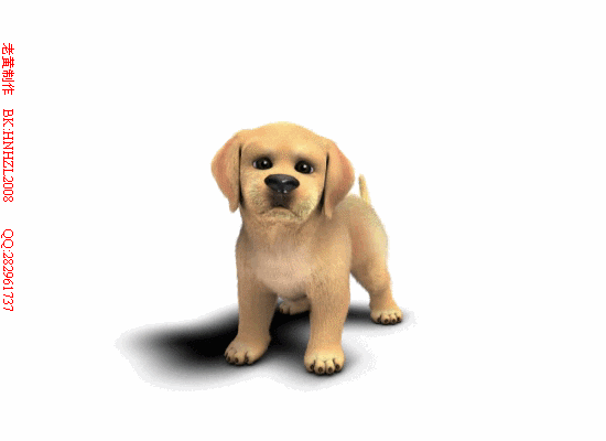 会动的小狗.送给你最可爱的宠物狗动态图.