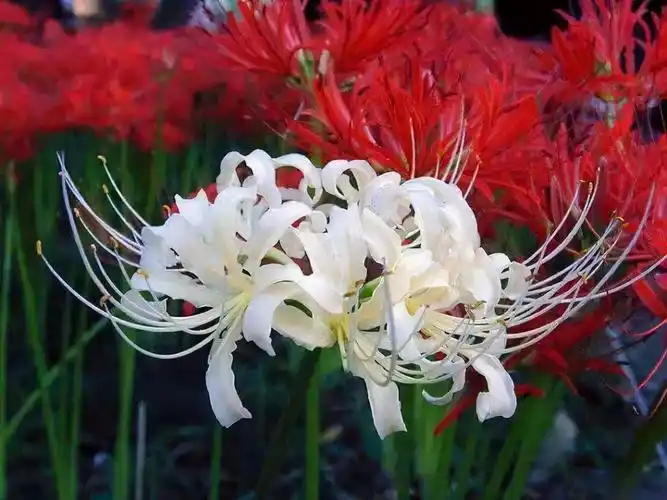 世界上最恐怖的十种花十大冥界之花