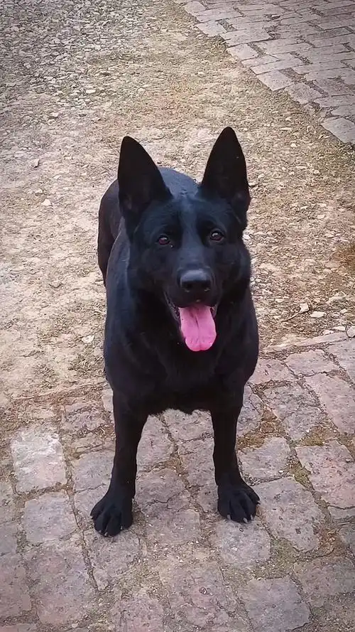 东德牧羊犬#东德牧羊犬