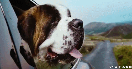 狗狗坐车爱兜风图片