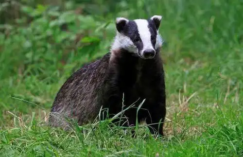 中国的平头哥: 獾子惨遭捕杀