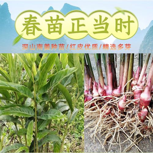 南姜苗新鲜现发带土多芽深山野生品种山姜苗良姜苗易种易活可盆栽 1棵