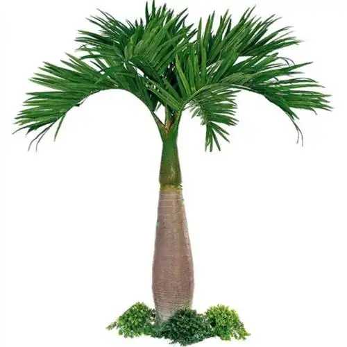 简牧 大王椰树苗庭院风景树棕榈树大树名贵别墅绿化树园林苗木植物d5