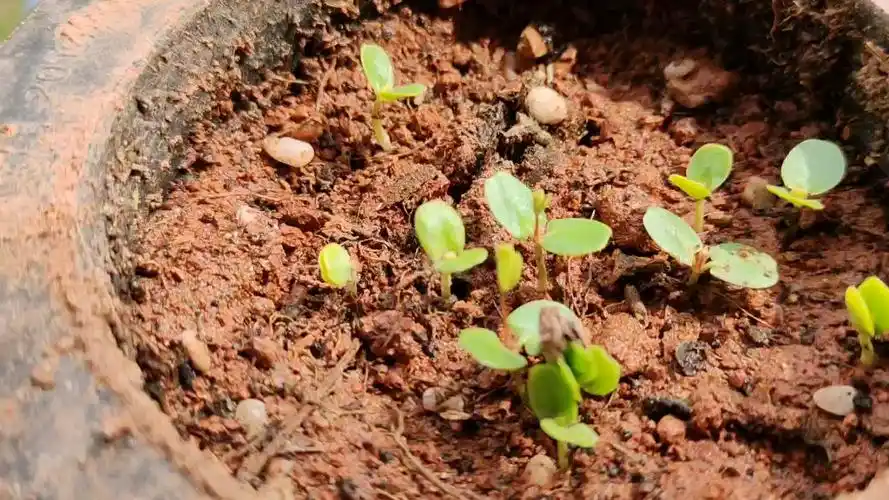 活动  【含羞草】第十七天发芽了35颗,这发芽率太高了!