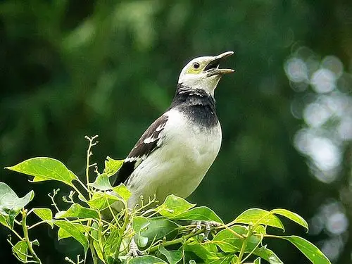 厦门常见鸟类100种图片.第一辑