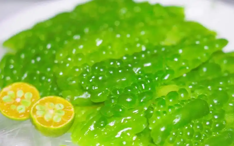 活动作品川菜厨子教你冰镇苦瓜色泽翠绿不变色鲜香爽脆口感太霸道了