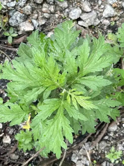 艾草是多年生草本植物,是很重要的民生植物.