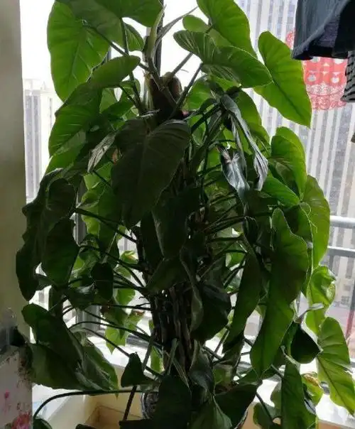 不如在旁边养盆"绿宝石",可很好的缓解视力疲劳|盆栽|植物|花盆_网易