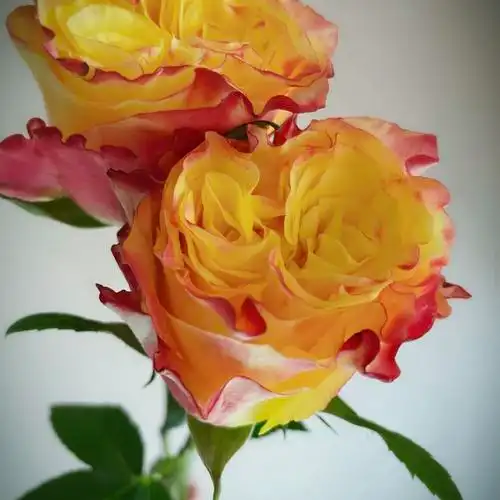 老花胜利女神新品肯尼亚玫瑰复古黄色绿植花卉盆栽花卉