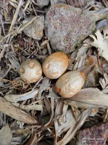 这里一直能听到老竹干裂的声音,感觉随时有可能倒下几根