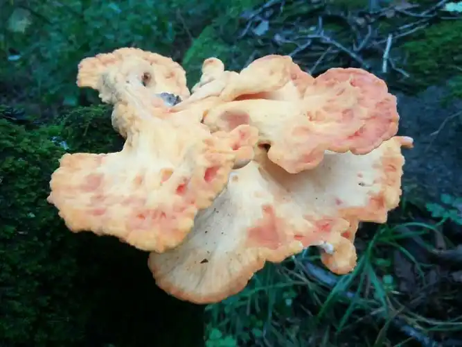 东北野生菌菇录