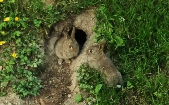 男子在后院发现一窝小野兔朝小家伙打招呼下秒要暖哭了