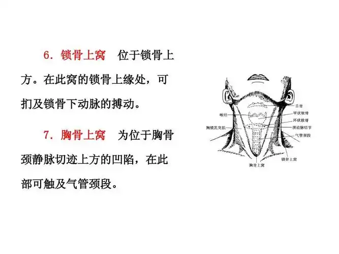锁骨上窝 位于锁骨上 方.