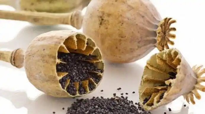 大烟籽主要药功效及其作用