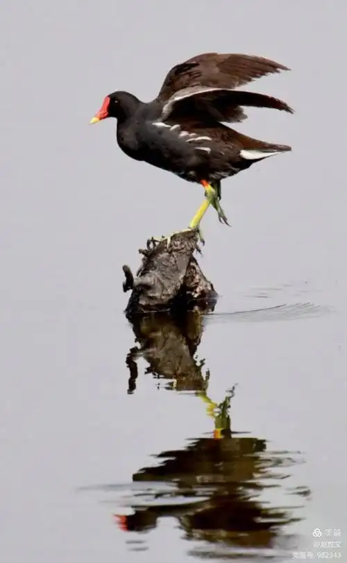红骨顶黑水鸡