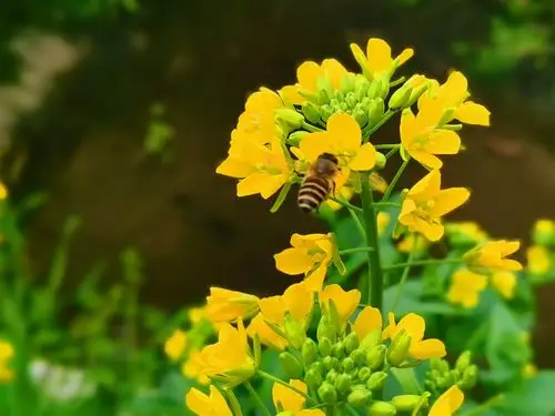 多姿多彩的春天(五年二班优秀作文)