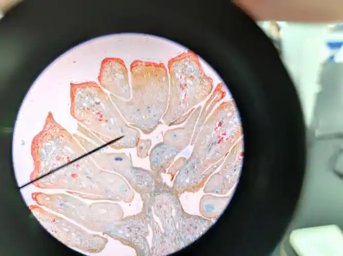 p1松幼雌球果纵切p2松幼雄球果纵切p3冬虫夏草子座横切p4海带带片横切