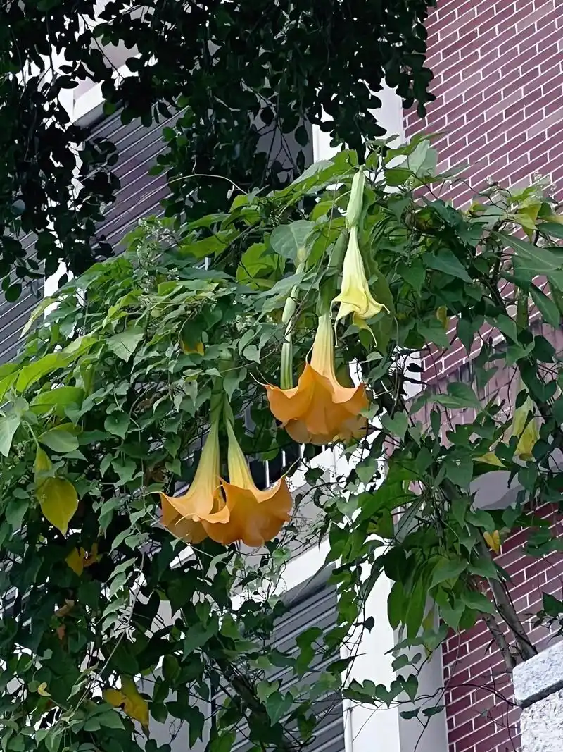 美丽的东西都有毒.曼陀罗花的花语是纯洁,净化,是纯真善良的象 - 抖音