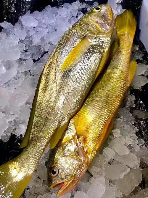 不少人来问黄花鱼,我都要问一下说的是哪种黄花鱼是分小黄鱼和大黄鱼