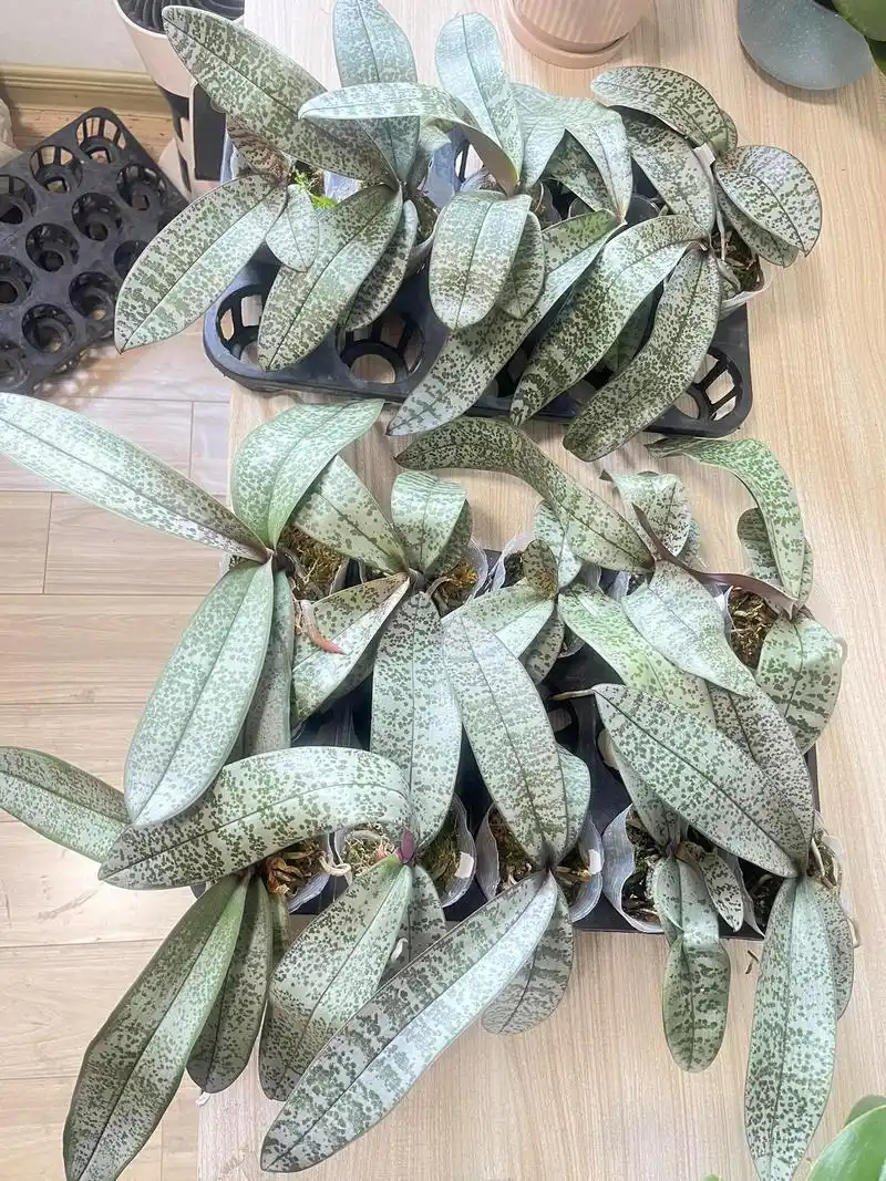 原生蝴蝶兰西蕾丽#蝴蝶兰 #原生种蝴蝶兰 #西蕾丽蝴蝶兰 #银叶西雷丽